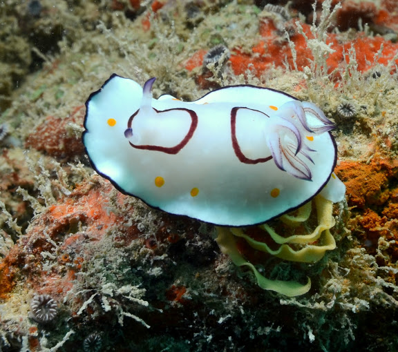 Chromodoris annulata